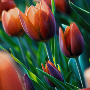 tulip flowers